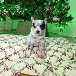 Vespera - Blue mottled female Australian Cattle Dog puppy in Tucson, Arizona from Soqui Ortiz Cattle Ranch