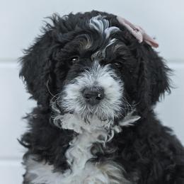 Girl 4 - Phantom Bernedoodle puppy in Vinita, Oklahoma from American Poodles and Doodles