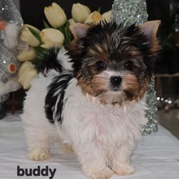 Buddy - Chocolate tan and white male Biewer Terrier puppy in Modesto, California from Granny's yorkshire Terrier Modesto California
