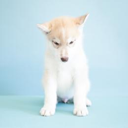 Faraday - Red and white male Siberian Husky puppy in Meadow Vista, California from Thistle Hill Siberians