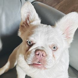 French Bulldogs from Patricia Hoinski's Fureverloved Frenchies