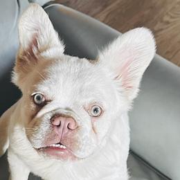 French Bulldogs from Patricia Hoinski's Fureverloved Frenchies