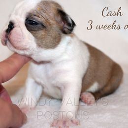 Boy 1 - Seal and white male Boston Terrier puppy in North Central, Vermont from Windy Valley’s Bostons