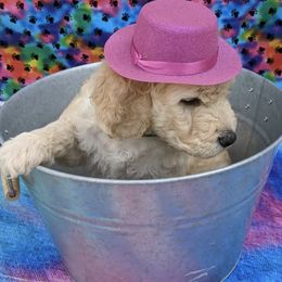 Goldendoodle Puppies from Yuppy Puppy Goldendoodles