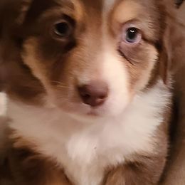 Aussiedoodles, Miniature Australian Shepherds, and Toy Australian Shepherds from T3 Farms Aussies & Aussiedoodles