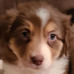 Aussiedoodles, Miniature Australian Shepherds, and Toy Australian Shepherds from T3 Farms Aussies & Aussiedoodles