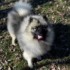Katya - Keeshond