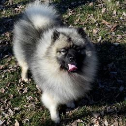 Katya - Keeshond