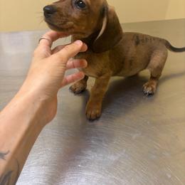 Sugar Plum - Dapple female Dachshund puppy in Conroe, Texas from R&M Dachshunds