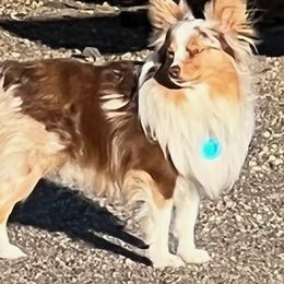 Australian Shepherds from Liza's Australian Shepherds