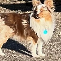 Australian Shepherds from Liza's Australian Shepherds