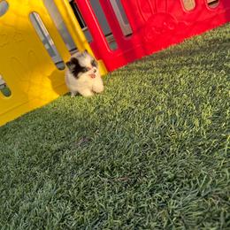 Lottie - Black parti female Pomeranian puppy in Tucson, Arizona from Pomutopia