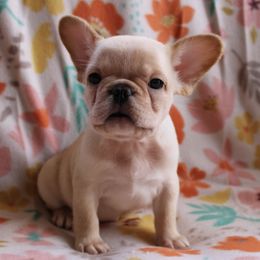 French Bulldog puppies from Mississippi Sound Frenchies