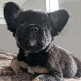 French Bulldogs from Boujee Bully Crew