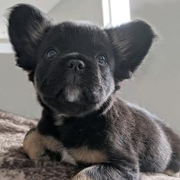 French Bulldogs from Boujee Bully Crew