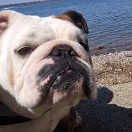Holly - Red brindle and white female Bulldog puppy in Granville, Iowa from Wrinkly Blessings English Bulldogs