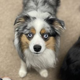 Wrangler - Australian Shepherd