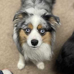 Wrangler - Australian Shepherd