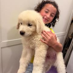 Green Boy - White male Maremma Sheepdog puppy in Kings County, California from Prancing Pony Farm Maremma Sheepdogs