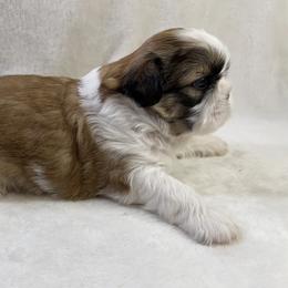 Shih Tzu Puppies from Little Miracles Shih Tzu