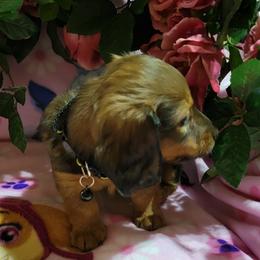 Dachshund Puppies from CLARK'S BREEDING PROGRAM