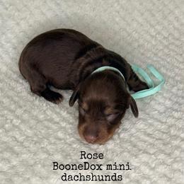 Rose - Chocolate and cream female Dachshund puppy in Lexington, Oklahoma from BooneDox Miniature Dachshunds