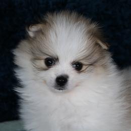 AKC Kobe - Cream sable parti male Pomeranian puppy in Albany, Indiana from Hatz Off Puppies