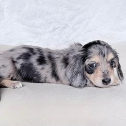 Mindy - Dapple female Dachshund puppy in Richmond, Virginia from Irresistible Dachshunds & Cavaliers