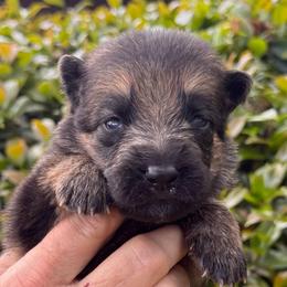 Puppy 1 - Black and red male German Shepherd puppy in Central Florida, Florida from Vom Furstenhund
