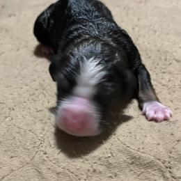 Girl 2 - Tri-color female Bernedoodle puppy in Kansas City, Missouri from Beary GoldenDoodles