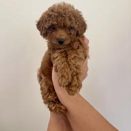Goldendoodle and Poodle Puppies from Luxipawspoodlesanddoodles