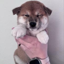 Bulma (Saleen) - Red female Shiba Inu puppy in Cypress, Texas from Southern Shibas