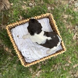 Parti female - Chocolate Labradoodle puppy in Batesville, Arkansas from Morris Farmyard