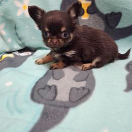 Girl 2 - Chocolate and tan female Chihuahua puppy in Richmond, Virginia from Breens