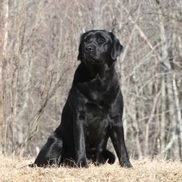 Betty - Labrador Retriever