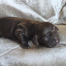 Latte - Brown and white female Cockapoo puppy in Delphos, Ohio from Route 66 Puppies