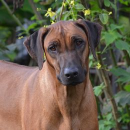KHALEESI - Rhodesian Ridgeback