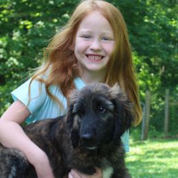 Afghan Hound Puppies from Ahava Afghan Hounds