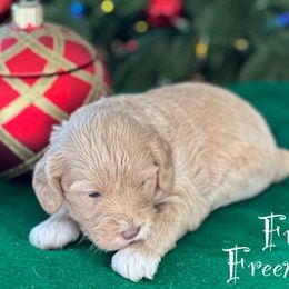 Australian Labradoodle Puppies from Sandcastle Labradoodles