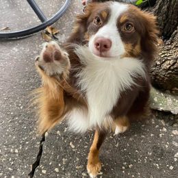 Izzy - Miniature Australian Shepherd