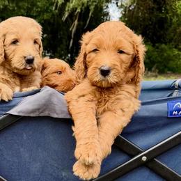 Goldendoodles from Rezapour Doodle Estate
