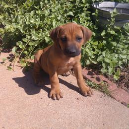 Maverick - Rd whtn blk nose male Rhodesian Ridgeback puppy in Carney, Oklahoma from River Run Parson Russell terriers & River Run Ridgebacks