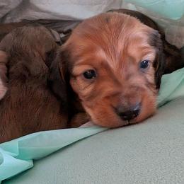 DollyWood - Sable female Dachshund puppy in Arkansas from Heart of Doxie