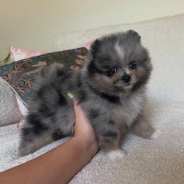 Peach - Blue merle female Pomeranian puppy in Concord, California from Eelan’s Poms