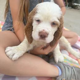 Tusk - Lemon and white male English Springer Spaniel puppy in Morrilton, Arkansas from Triple M Farms & Springers