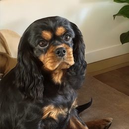 Raven - Cavalier King Charles Spaniel