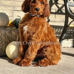 Australian Labradoodle, Cavapoo, and Goldendoodle Puppies from Deer Creek Labradoodles