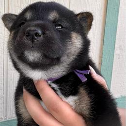 Vidia - Black and tan female Shiba Inu puppy in Las Vegas, Nevada from GBs Shiba Inu's