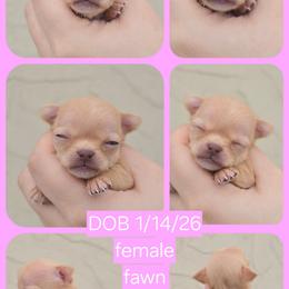 Red fawn girl - Fawn female Chihuahua puppy in Vineland, New Jersey from Royal Companion's