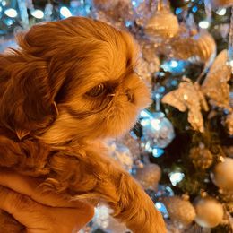 Boy 1 - Red and white Shih Tzu puppy in Port Orchard, Washington from Buttons N Bows